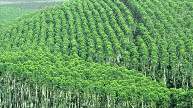 桉树被称为“断子绝孙树”，被多国禁种，为何在我国广西大量种植