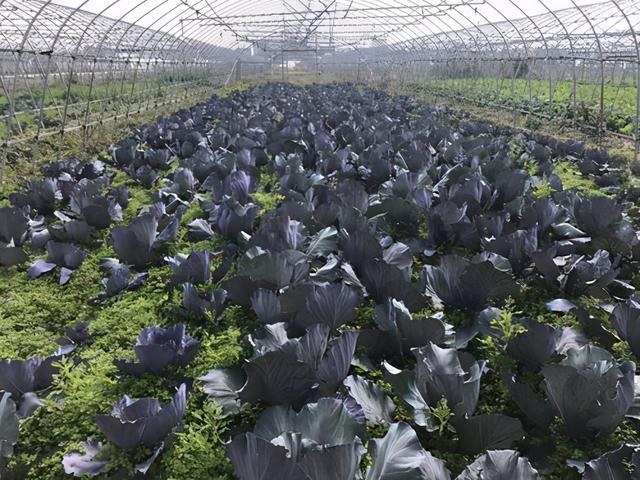 冬春茬紫甘蓝如何种植？掌握好时间，做好育苗定植管理，收益良好