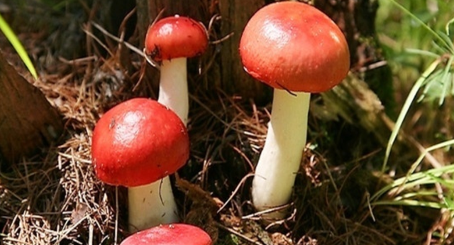 种植红菇，要控制好温度、湿度，还要提供优质垫料