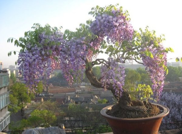 紫藤花怎么养，打造景观需要注意什么？