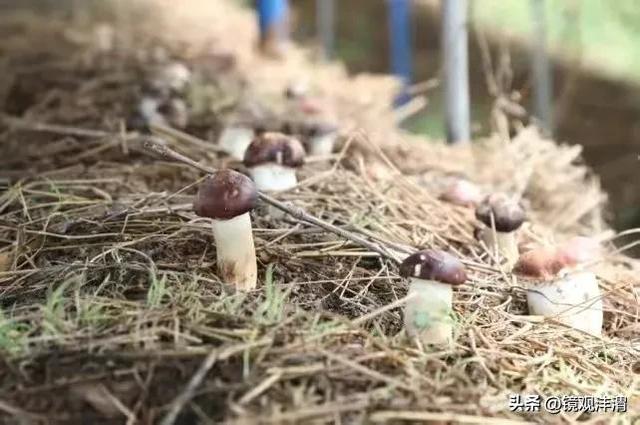 秦汉新城御果种植专业专业合作社：赤松茸的“循环”之旅