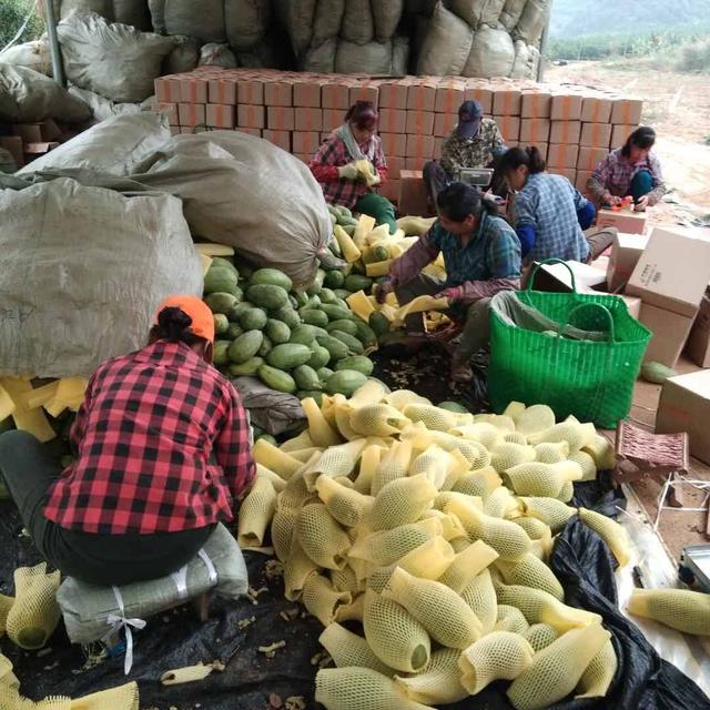 新鲜事！县长在拼多多直播狂卖沃柑，更有新农人2天卖光10万斤木瓜