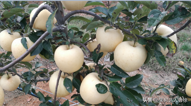 苹果高纺锤形培养有技巧，哪些规范操落实好，才能开花结果早