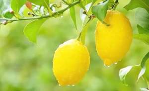 林蒙种植(想吃柠檬自己种，3个简单小技巧，不停开花，果子金灿灿挂满枝)