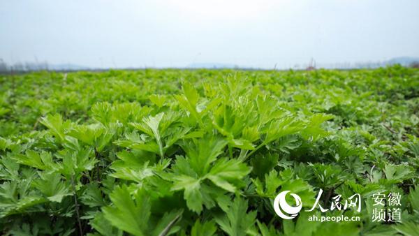 安徽明光：一把小艾草“种出”亿元大产业