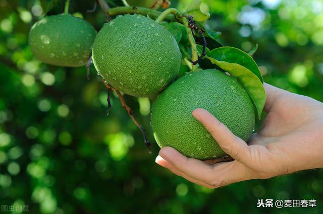 桂柚一号在桂林种植表现，及栽培技术分析，相关工作人员不妨看看
