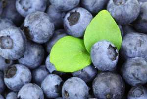 蓝莓适合在南方种植吗(蓝莓适合在哪里种植，效益怎么样？)