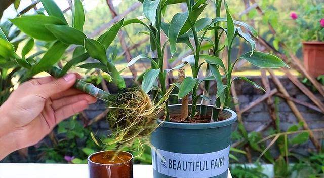 这2种方法养富贵竹，前者适合懒人，后者更利于植物，你喜欢吗？