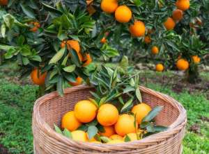 什么水果好种植(我国种植面积最大的10种水果，柑橘以4500万亩的种植面积稳居第一)