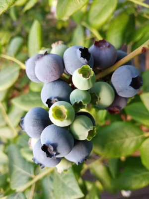 蓝莓种子的种植方法(蓝莓种植管理技术)