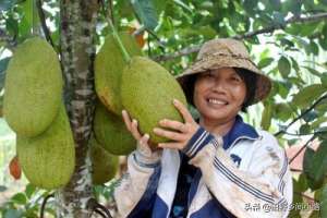 海南种植菠萝蜜(农村一种菠萝蜜的种植技术，正是很多果农朋友需要的干货)
