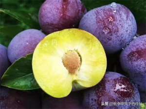 钙果种子的种植方法(你知道李子苗栽培的特点和八大禁忌吗？)