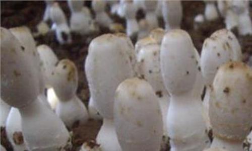 平菇-鸡腿菇-毛木耳周年高产高效栽培技术，一起来学学吧