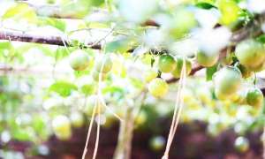 百香果阳台种植搭架(种植百香果对环境要求及栽培管理)