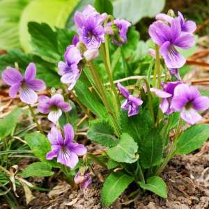 长白山药种植视频(紫花地丁 长白山中早春第二开花的植物 而且可食可药可观赏)