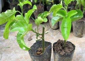 西番莲的种植(栽培方法操作简单，便于管理家庭阳台栽培百香果盆景)