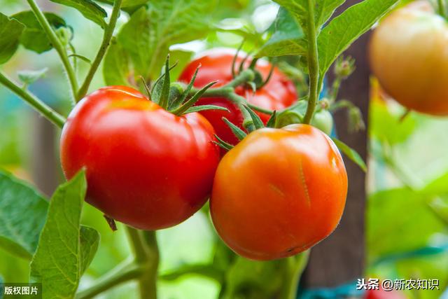 露地番茄的种植流程，每一步都不要搞错，菜农朋友一起学学吧