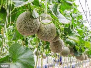 芹菜种植机器(大棚哈密瓜、香菜、芹菜、生菜一年四茬高效栽培模式，农户可参考)