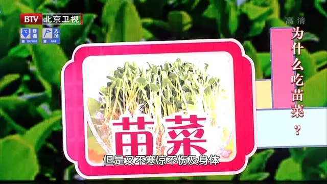 油葵芽苗菜的种植方法(春吃苗，清伏火这三种苗菜，清热化痰又通便在家自己种)