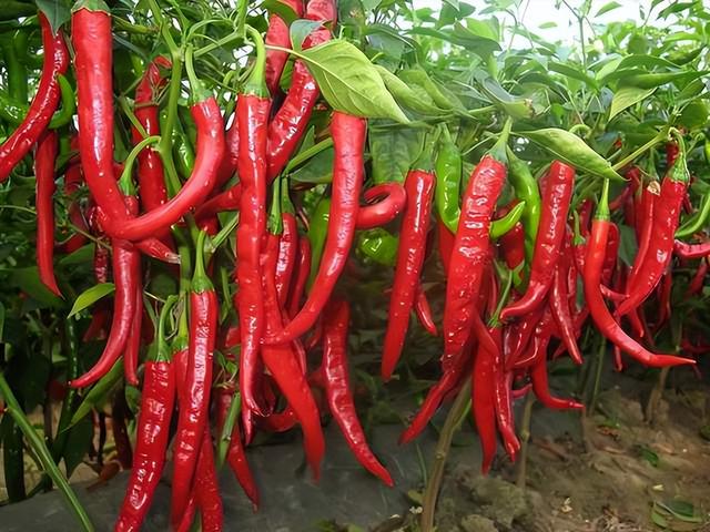 辣椒如何种植的详细步骤，做好这几点，收获丰硕的辣椒不是问题
