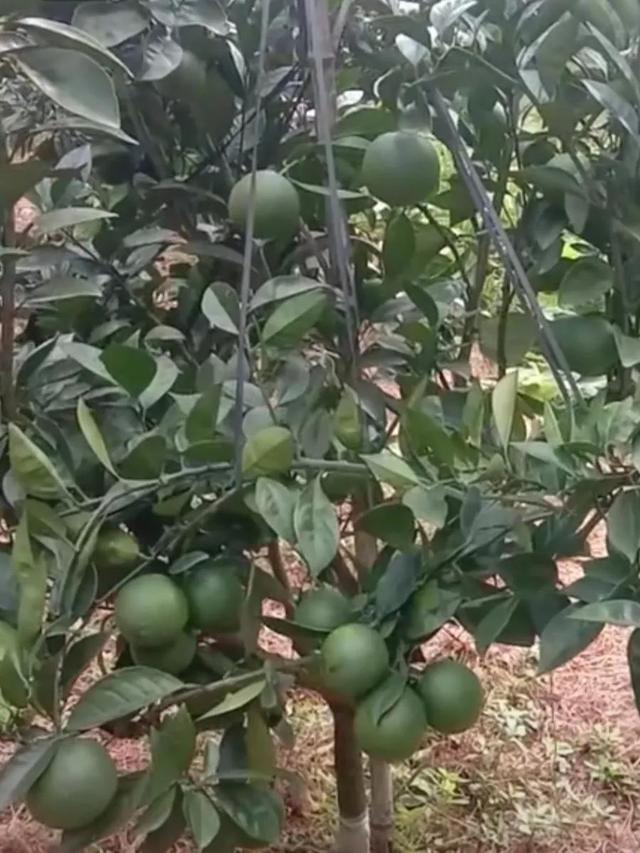 柑橘栽培技术