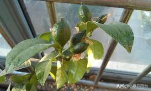 林蒙种植(盆栽柠檬这样种，一棵就能长爆盆，年年开花结果，果实累累)