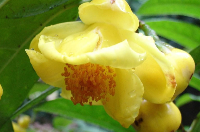 金花茶的植物特性和生长条件，不会的来看看，提高种植质量