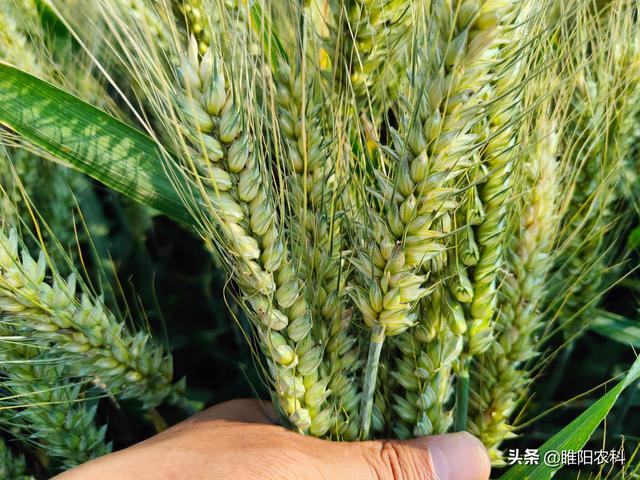 山东最高产的几个小麦品种，亩产都超过800公斤，最高亩产927公斤