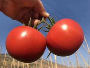 露天番茄种植管理技术(露天种西红柿你知道怎么高产吗？看完这篇文章，增产增量不是梦)