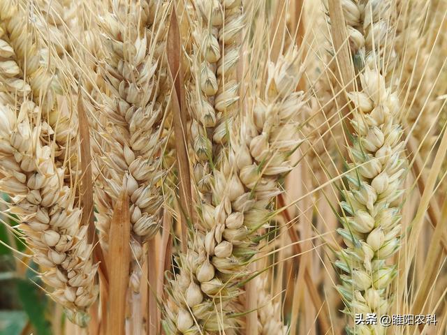 这个小麦品种，在河南种植面积最大，今年还能不能种