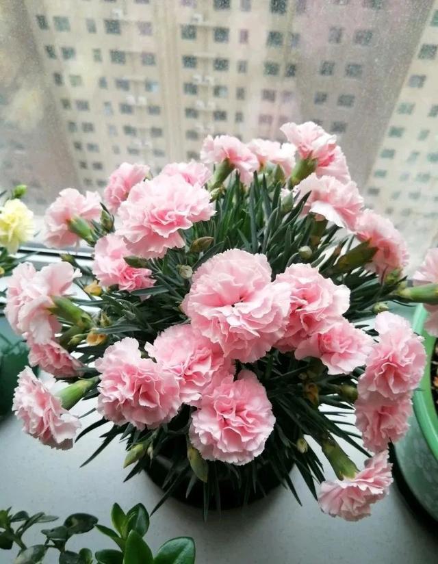 代表着“慈母之心”的康乃馨，亲试繁殖培育，轻松栽种在阳台上！