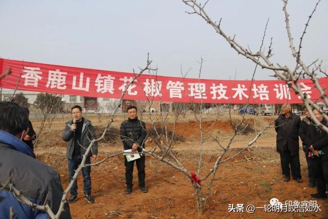 宜阳县2023年春季花椒种植技术培训班开班