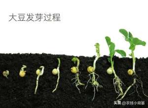 种植大豆的过程图片(大豆用什么拌种？怎样播种能够整齐出苗？种植多大密度能够高产？)