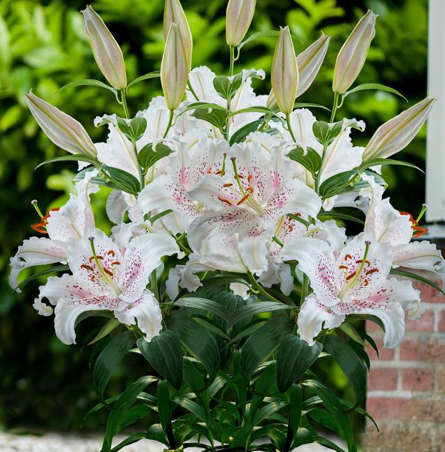 3种方法培养百合花，方法简单，一株即可开满整个庭院！
