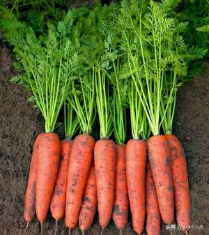胡萝卜籽怎么种植(手把手教你种植胡萝卜，什么时间种？如何种？3分钟看明白)