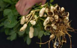 地豆的种植方法(花生