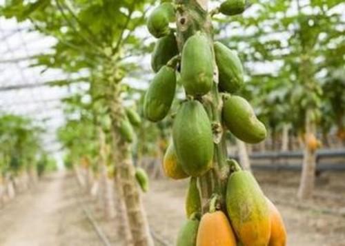 木瓜种植的秋播春植方法