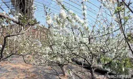 樱桃种植几年可以见效益？