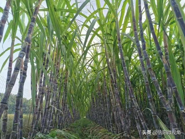 信阳市浉河区谭家河乡：种植甘蔗获丰收，产业扶贫显成效