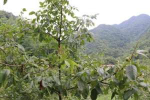 桃树的种植方法和管理(核桃高产优质栽培及管理技术)