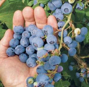 室内种植蓝莓(盆栽蓝莓这样养，枝头结满“蓝莓果”，安全无公害，好吃又有趣)