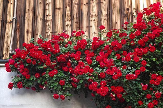 阳台虽小，但是也很漂亮！种上两棵红木香，香气浓、花开艳丽
