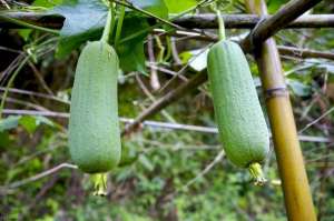 露地菜瓜的种植(丝瓜露地栽培技术和管理方法，这样做可以有效增产还不来看看？)
