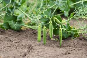 豌豆的种植方法和技术(豌豆主要栽培技术，技术要点你知道多少？学会并不难)