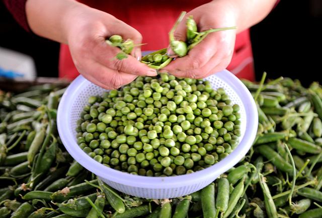 秋季豌豆种植好时间，掌握这5点种植技巧，豌豆秋季长得快又好