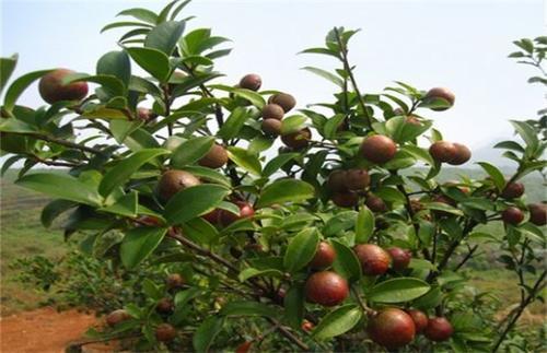 “花果同枝”的油茶树，栽培的方法是什么，你了解吗？
