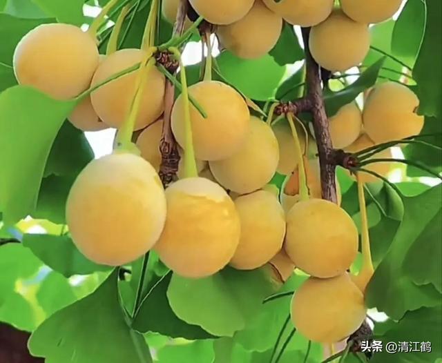 可结果500年，果子象杏子叶片似鸭掌的银杏树，如何高效实生育苗