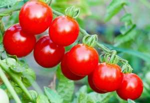 小番茄的种植方法(如何在家种植圣女果)