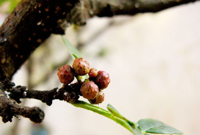 浑身是宝的花椒树，不仅能调味还有更多作用，简单好养有土就能活
