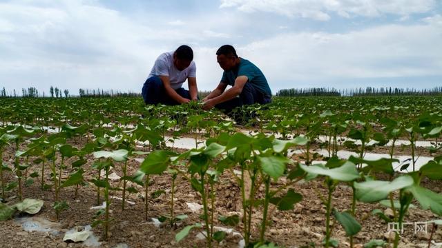 乡村振兴看新疆｜棉花已现六月蕾  苗情向好丰收在即